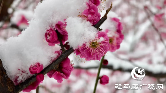 驻马店双龙公园：雪舞梅香 诗意盎然