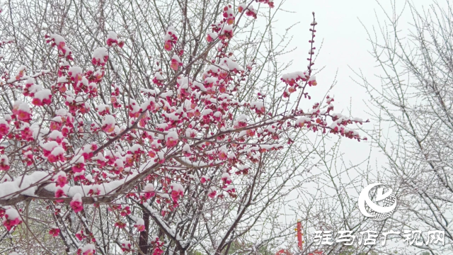 驻马店双龙公园：雪舞梅香 诗意盎然