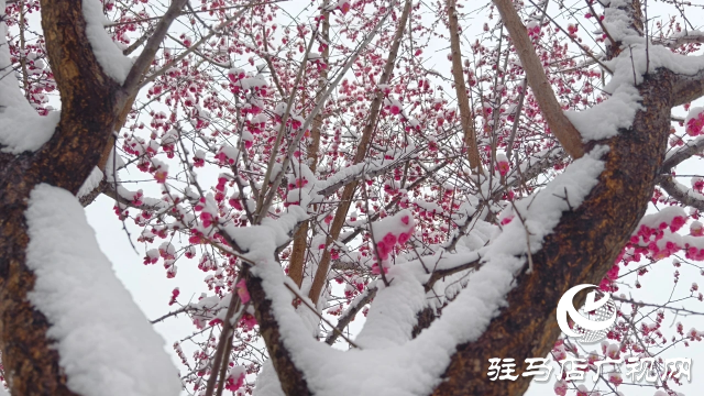 驻马店双龙公园：雪舞梅香 诗意盎然
