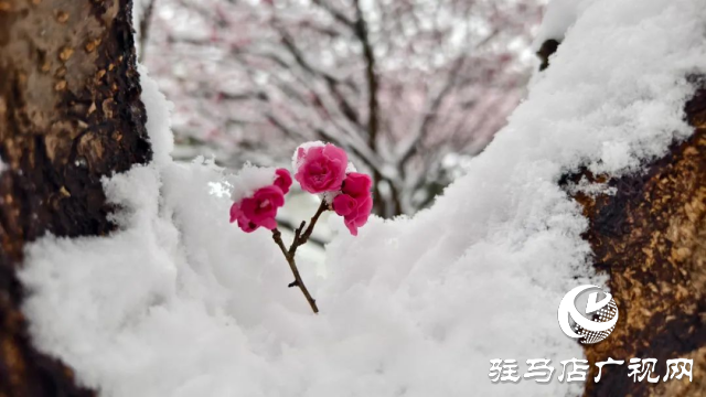 驻马店双龙公园：雪舞梅香 诗意盎然