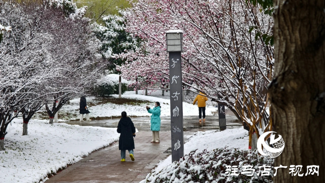 驻马店双龙公园：雪舞梅香 诗意盎然