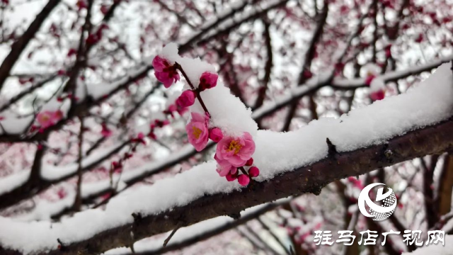 驻马店双龙公园：雪舞梅香 诗意盎然