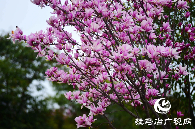 泌阳县：花绽全城 邂逅最美春光