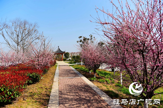 泌阳县：花绽全城 邂逅最美春光