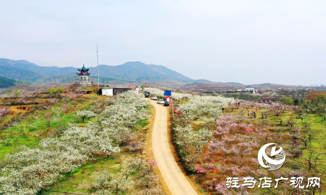 泌阳县：花绽全城 邂逅最美春光
