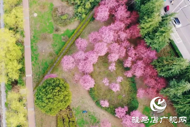 泌阳县千株美人梅浪漫绽放
