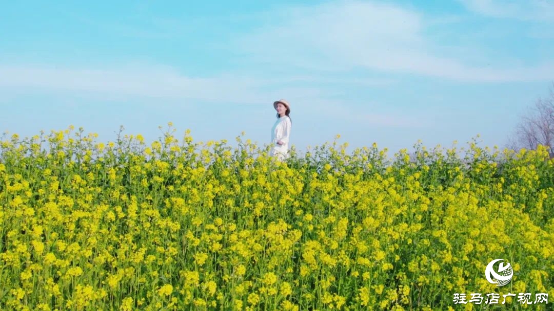 新蔡的油菜花都开了 快来看春天的“金色显眼包”