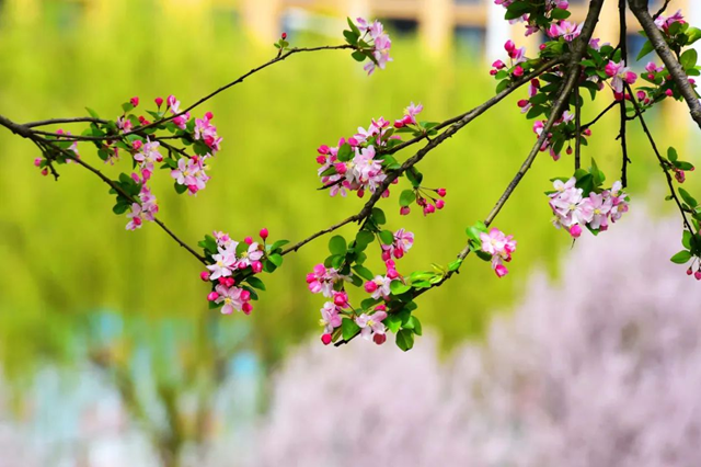 百花绘就春之调色盘 锦绣花海引客醉芳菲