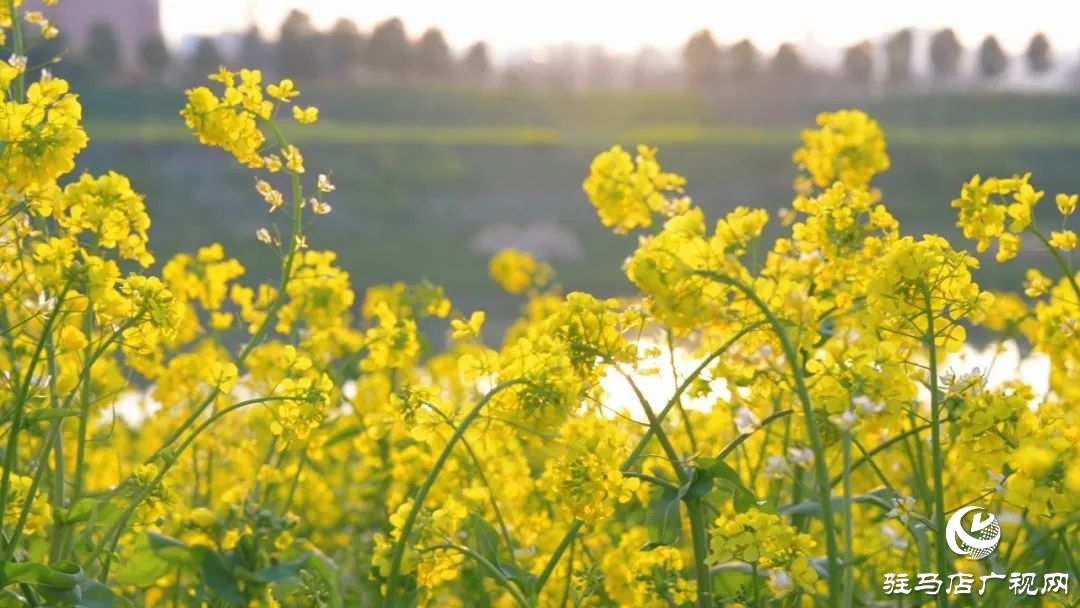 新蔡的油菜花都开了 快来看春天的“金色显眼包”