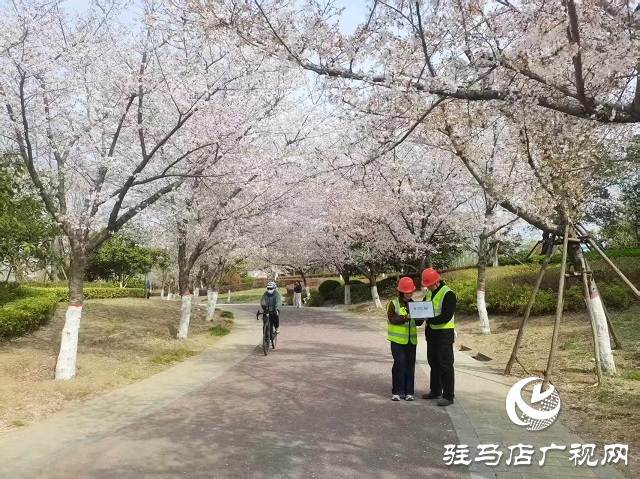 驻马店移动全力保障遂平县樱花大道打卡地信号畅通