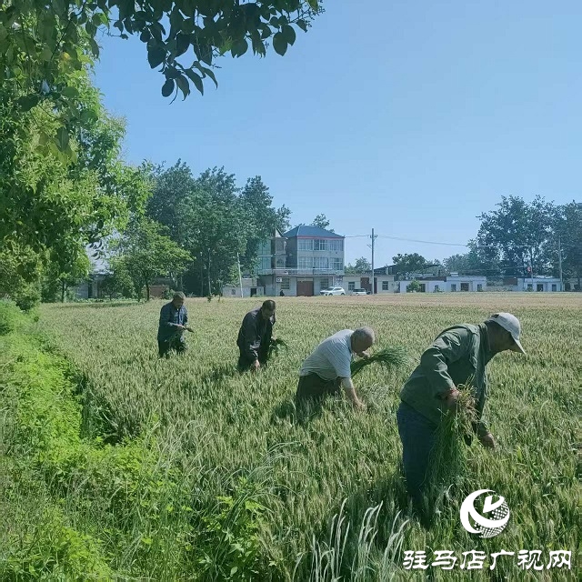 新蔡县顿岗乡持续扎实做好多花黑麦草拔除工作