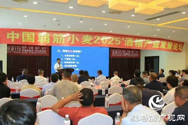  中国弱筋小麦2025'酒粮产业发展论坛在新蔡县举行