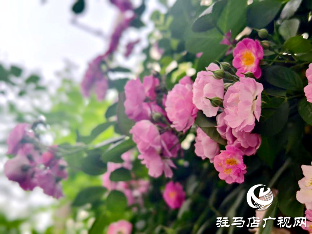 又是一年蔷薇开 花香满园沁心田