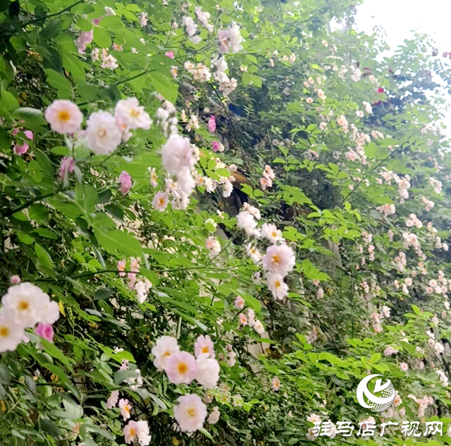 又是一年蔷薇开 花香满园沁心田