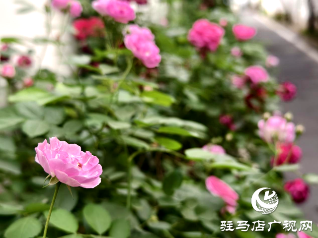 又是一年蔷薇开 花香满园沁心田