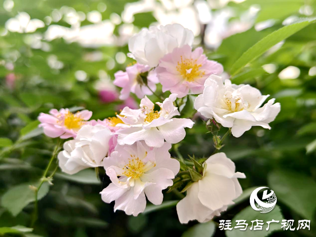 又是一年蔷薇开 花香满园沁心田