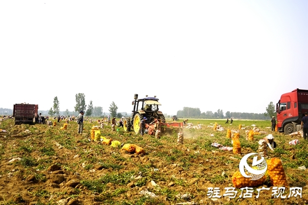  遂平县褚堂街道：马铃薯喜获丰收，助力乡村振兴