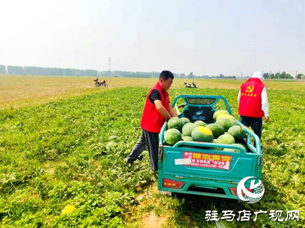 情系瓜农解急难 爱心助销人心暖
