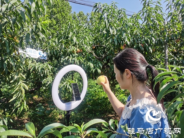驻马店移动为桃农提供优质网络保障