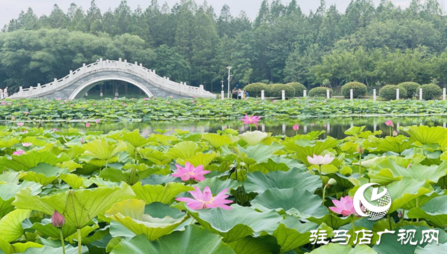 夏日限定！置地公园荷花盛开 成为市民赏荷打卡好去