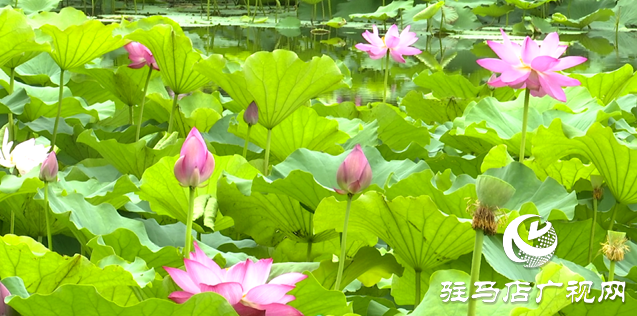 夏日限定！置地公园荷花盛开 成为市民赏荷打卡好去