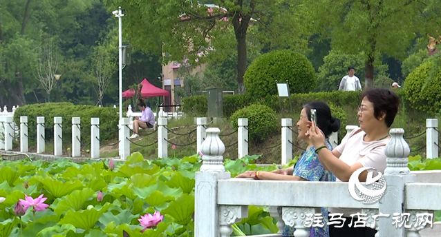 夏日限定！置地公园荷花盛开 成为市民赏荷打卡好去