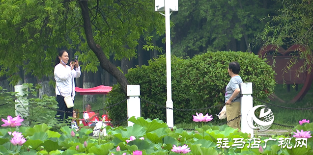 夏日限定！置地公园荷花盛开 成为市民赏荷打卡好去