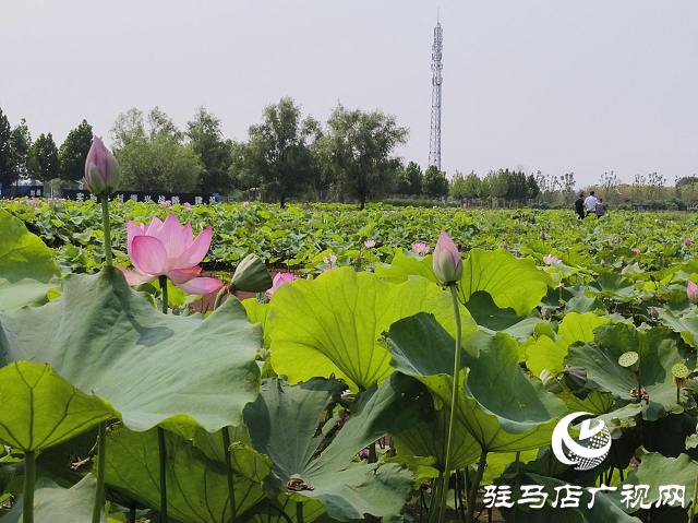七月荷花引客来 驻马店移动保障网络畅通