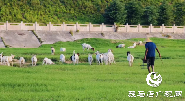 【大美天中】不输远方 泌阳湿地公园成“家门口的阿勒泰”