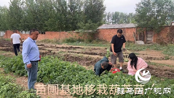 小葫芦大产业 特色种植绘就乡村振兴新图景