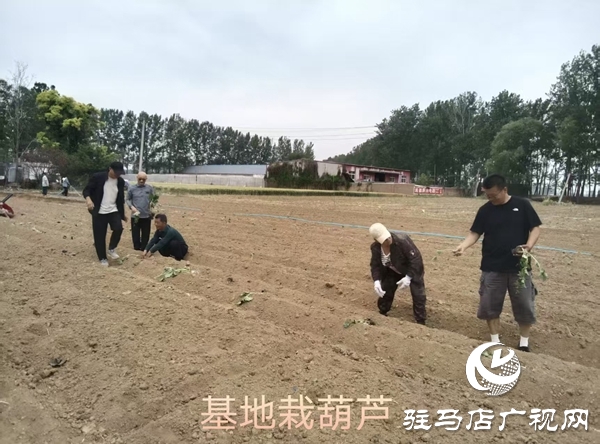 小葫芦大产业 特色种植绘就乡村振兴新图景