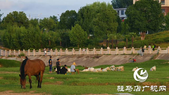 【大美天中】不输远方 泌阳湿地公园成“家门口的阿勒泰”