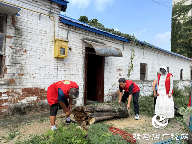 确山县盘龙街道：砍除“危树”除隐患 社区出手解民忧
