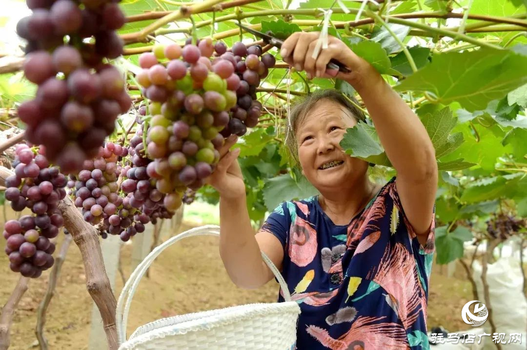 大美天中：果香满溢中的旅游避暑圣地