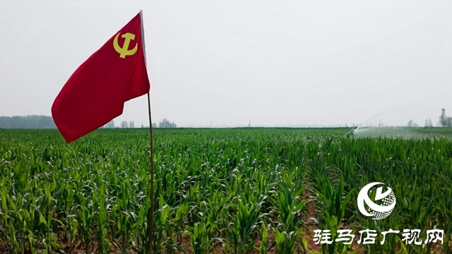  西平县委书记侯公涛深入部分乡镇一线调研抗旱保秋工作