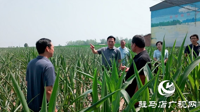  西平县委书记侯公涛深入部分乡镇一线调研抗旱保秋工作