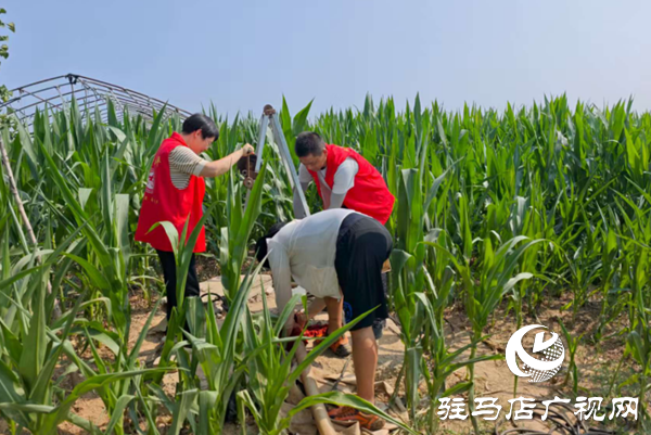  西平嫘祖镇：党员干部田间助力，力保秋粮稳产