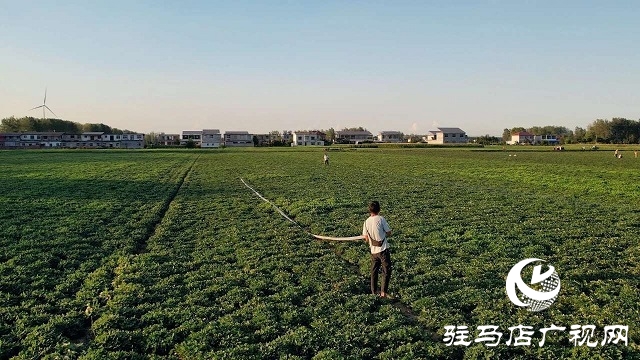  新蔡县砖店镇：干群同心抗旱情 全力保秋稳增收