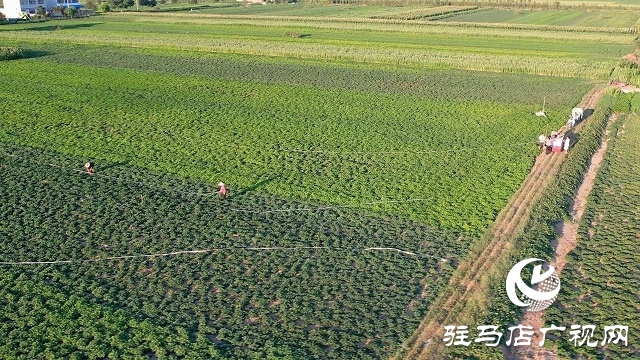  新蔡县砖店镇：干群同心抗旱情 全力保秋稳增收