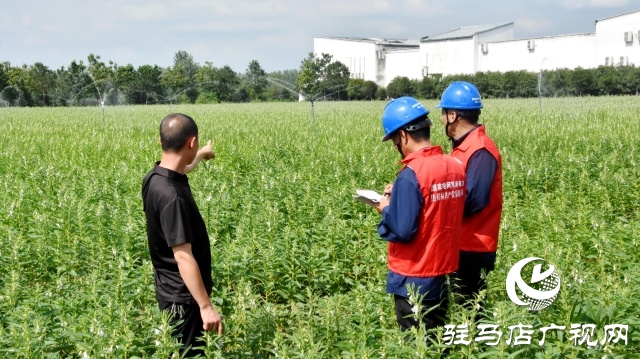 国网平舆县供电公司：抗旱保电润芝麻 电力护航保丰收