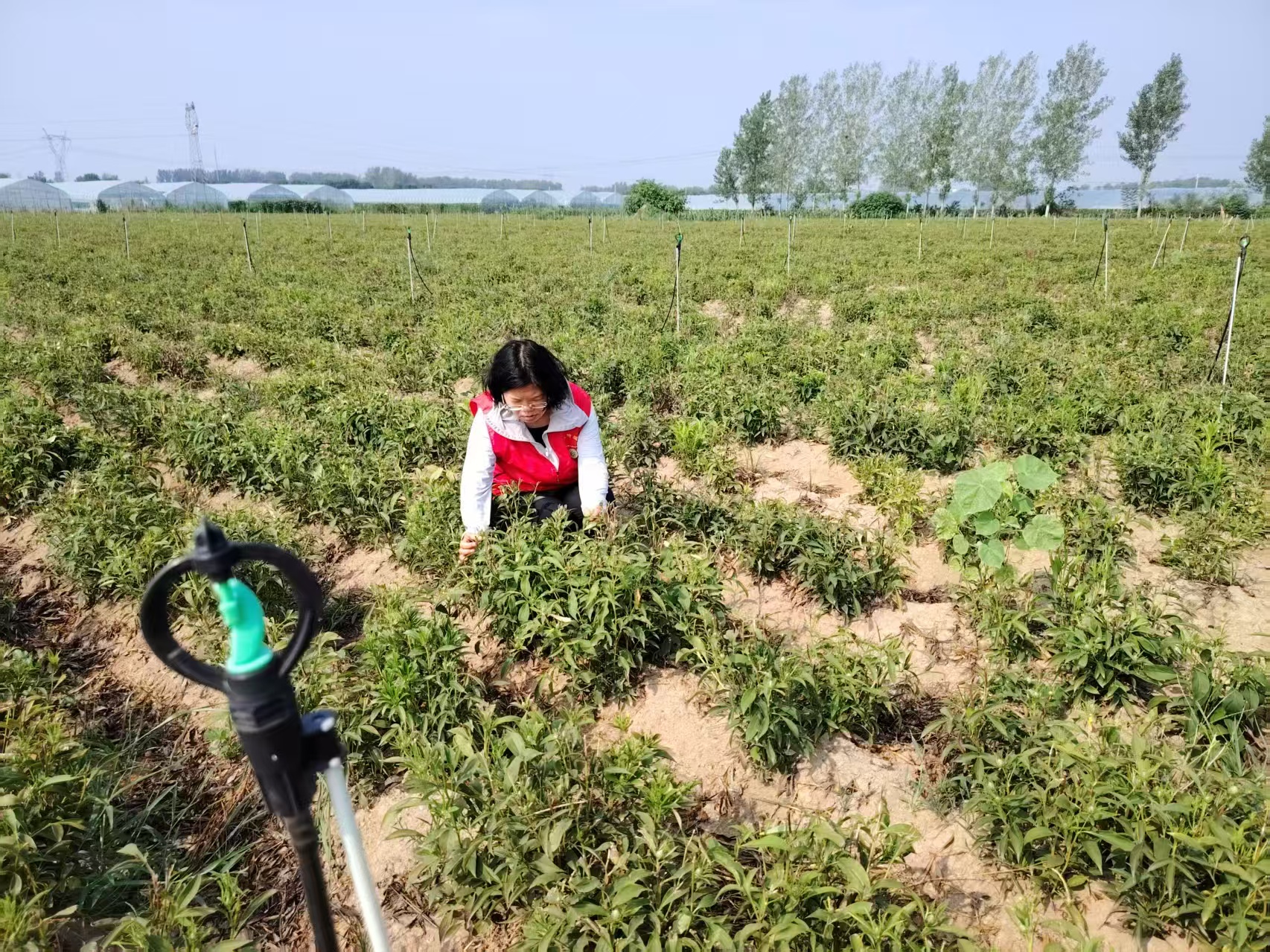 用科技力量守护“道地药香”　助力“中国药谷”建设