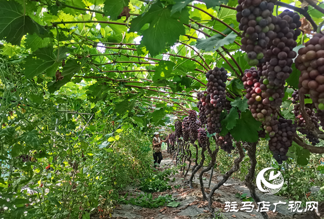 驿城区：葡萄架下“种养循环” 生态农业结出“致富果”