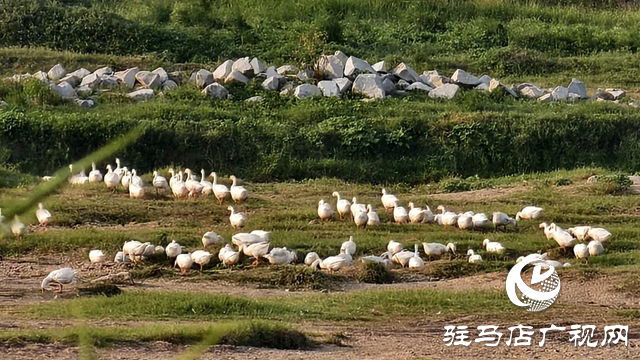 图片17.png