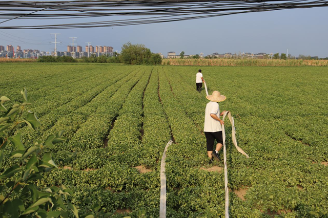 驿城区香山街道：多管齐下抗旱 千亩农田“解渴”有盼