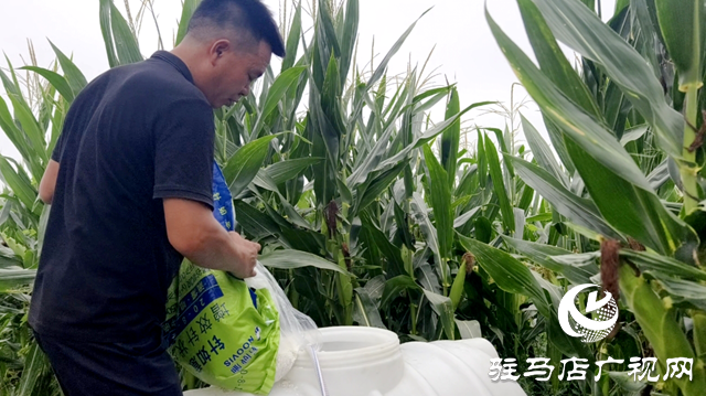 驿城区水屯镇：久旱逢甘霖 庄稼焕生机