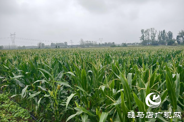 驿城区水屯镇：久旱逢甘霖 庄稼焕生机