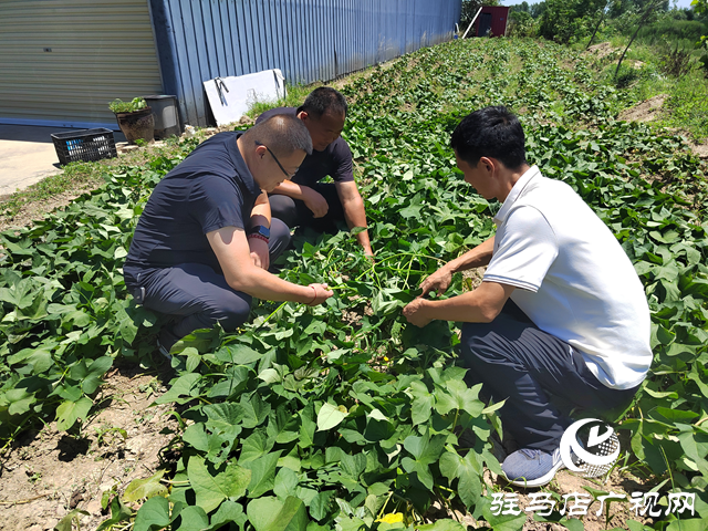 上蔡县杨屯乡杨仕位村：因地制宜发展特色种植 帮助村民实现持续增收
