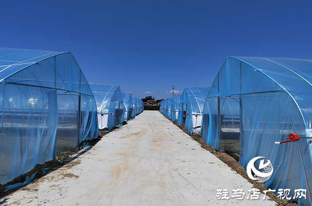 上蔡县杨屯乡杨仕位村：因地制宜发展特色种植 帮助村民实现持续增收
