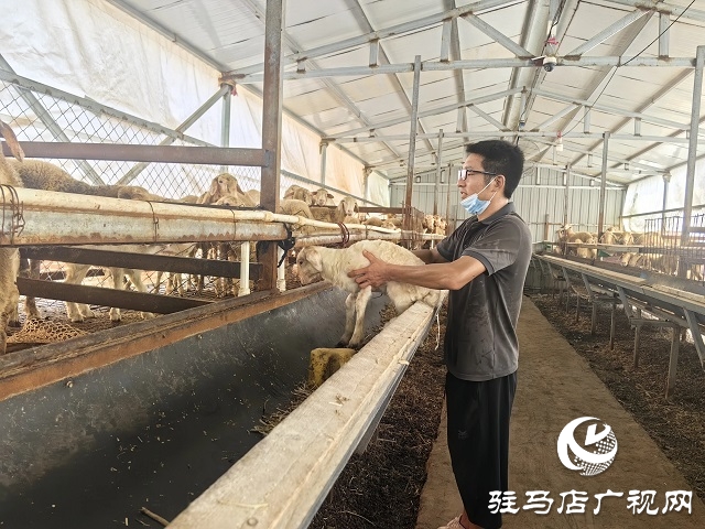 新蔡县宋岗：斗高温战酷暑 稳产业兴乡村