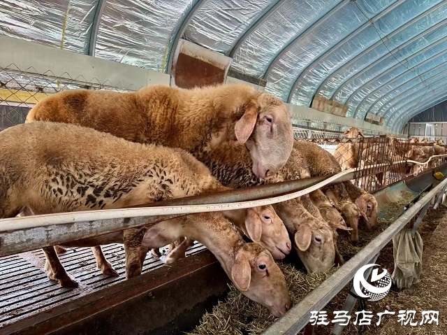 新蔡县宋岗：斗高温战酷暑 稳产业兴乡村